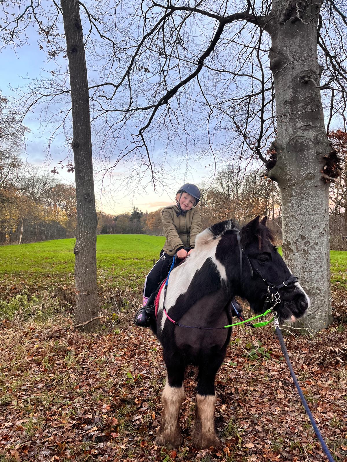 Daisy op een Romano  in het bos